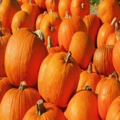 Healthy Natural Rich Delicious Taste Chemical Free Orange Fresh Pumpkin