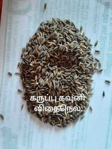 Natural and Fresh A Grade Brown Color Paddy Seeds