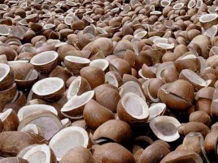 Brown Wholesale Price Export Quality Sun Dry Pure Copra Coconut For Human Consumption