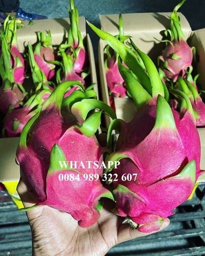 Pink 100% Fresh Super Delicious Taste Premium Quality Dragon Fruit