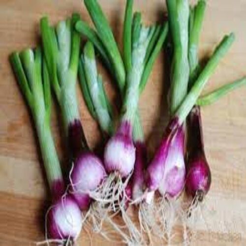 Enhance The Flavor Rich Healthy Natural Taste Fresh Spring Onion