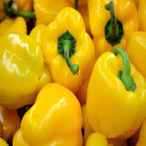No Artificial Color Chemical Free Natural Taste Healthy Fresh Yellow Capsicum