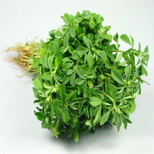 Leaf Nice Fragrance No Artificial Color Rich Natural Taste Green Fenugreek Leaves