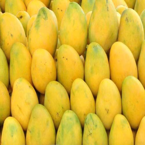Sweet Delicious Natural Taste No Artificial Color Yellow Fresh Mango