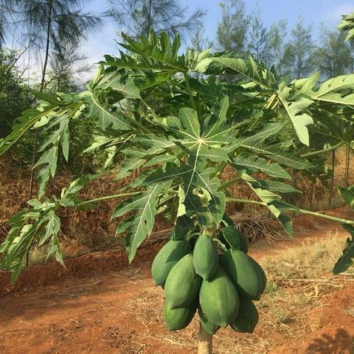 100% Organic And Farm Fresh Green Color, Natural Papaya