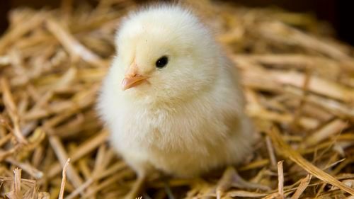 Healthy Antibiotic Free Baby Chicken Poultry Farming Services