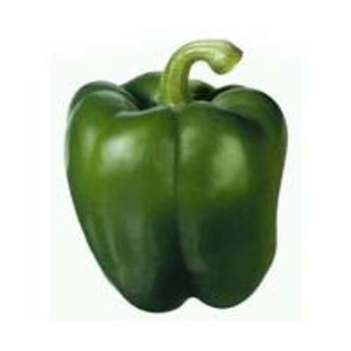 Natural Fine Rich Taste Chemical Free Healthy Green Fresh Capsicum