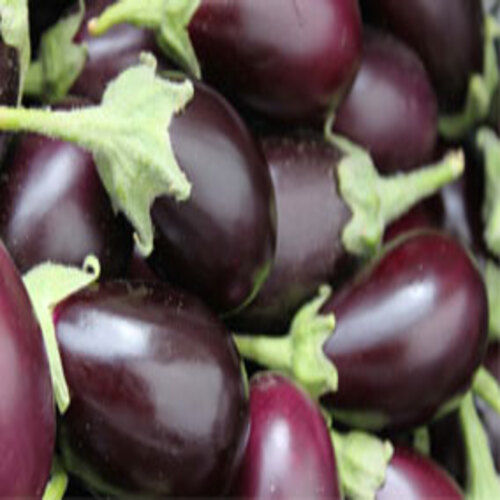 Manual No Artificial Color Delcious Natural Rich Fine Taste Healthy Purple Fresh Brinjal