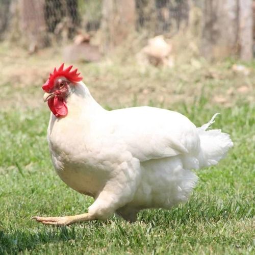 White Rich Source Of Protein And Omega 3 Fatty Acids And Vitamin D Chicken Poultry Farming