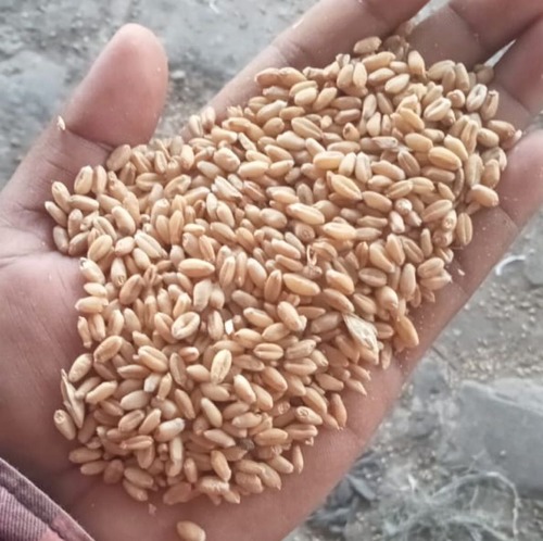 सामान्य थोक मूल्य निर्यात गुणवत्ता सूखे और साफ मिलिंग गेहूं का अनाज