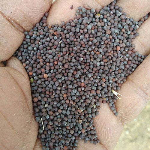 100% Natural and Pure A Grade Black Mustard Seeds