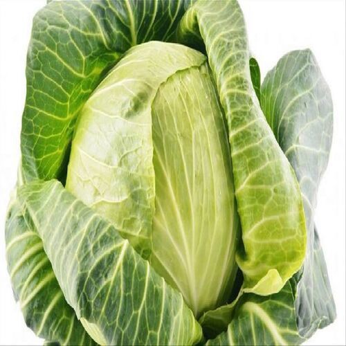 Chemical Free Healthy Rich Natural Fine Taste Green Fresh Cabbage