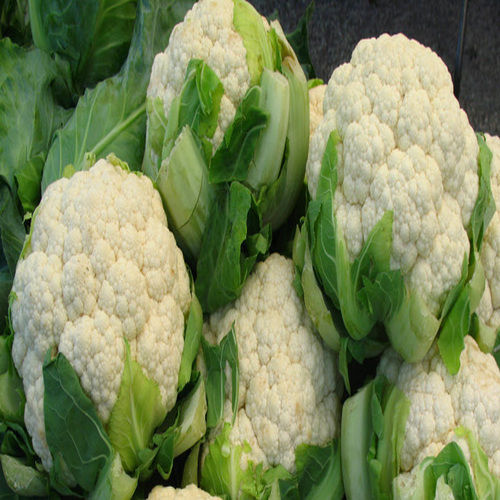 Chemical Free Rich Natural Delicious Taste Healthy White Fresh Cauliflower