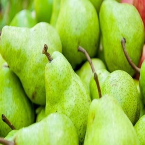 Delicious Rich Natural Taste Chemical Free Healthy Fresh Green Pear
