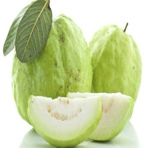 Fine Sweet Delicious Rich Natural Taste Healthy Green Fresh Guava Origin: India