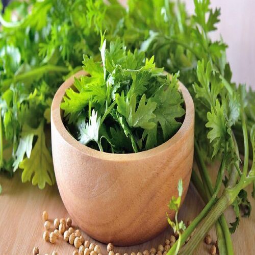 Good Fragrance Healthy Natural Rich Taste Green Fresh Coriander Leaves