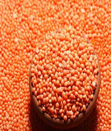 Highly Hygienic Sun Dried Organic Masoor Dal for Cooking, 25kg and 50kg Packing