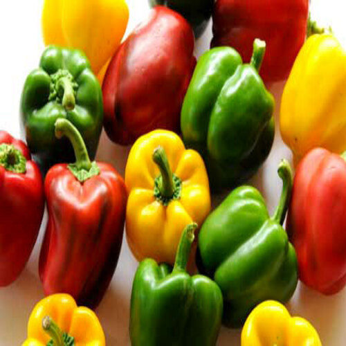 Natural Fine Rich Delicious Taste Chemical Free Healthy Fresh Capsicum