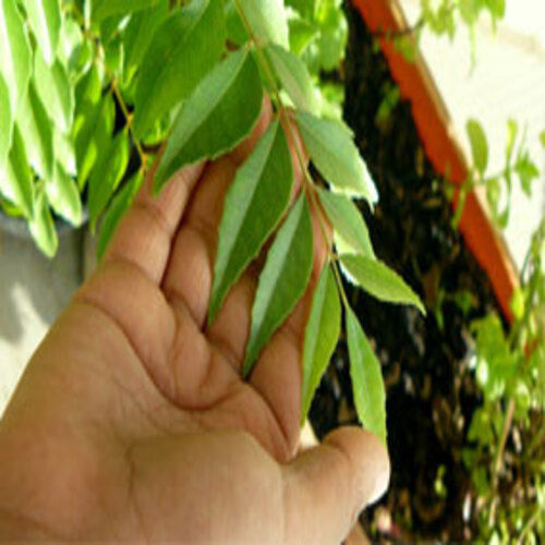 Leaf No Artificial Color Nice Fragrance Rich Natural Taste Green Fresh Curry Leaves