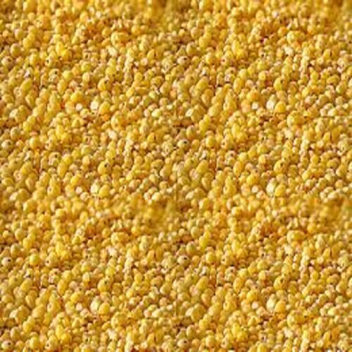 Pesticide Free Healthy Natural Rich Taste Dried Yellow Foxtail Millet Seeds