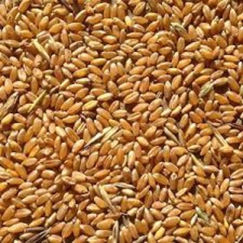Rich Natural Delicious Taste Chemical Free Healthy Brown Wheat Seeds