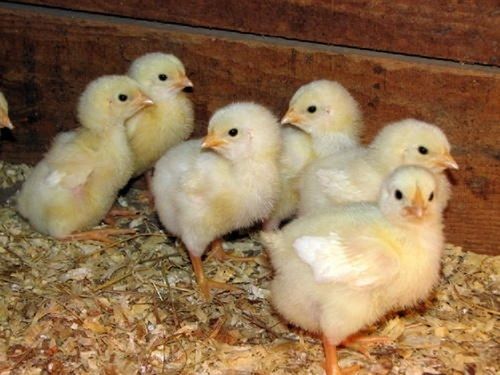 Small Broiler Chicks Grown In Farm