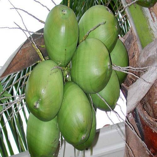  प्राकृतिक समृद्ध स्वाद अशुद्धियों से मुक्त स्वस्थ हरा कोमल नारियल 