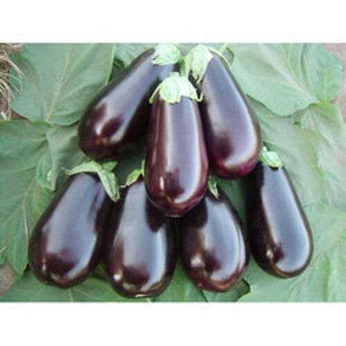 Healthy Delcious Natural Rich Fine Delicious Taste Purple Fresh Brinjal