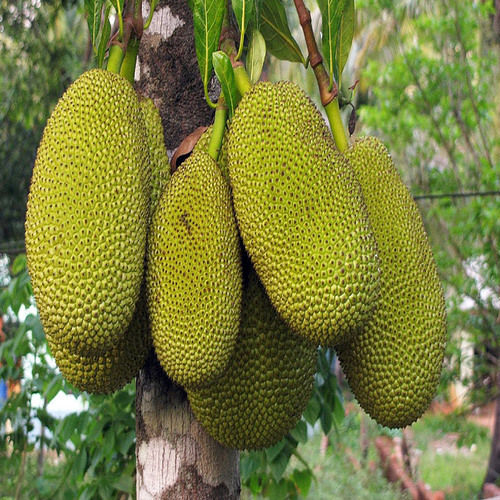 Fresh Jackfruit - Green Solid, Chemical Free, Natural Taste, Safe Packaging, Ideal for Cooking and Consumption