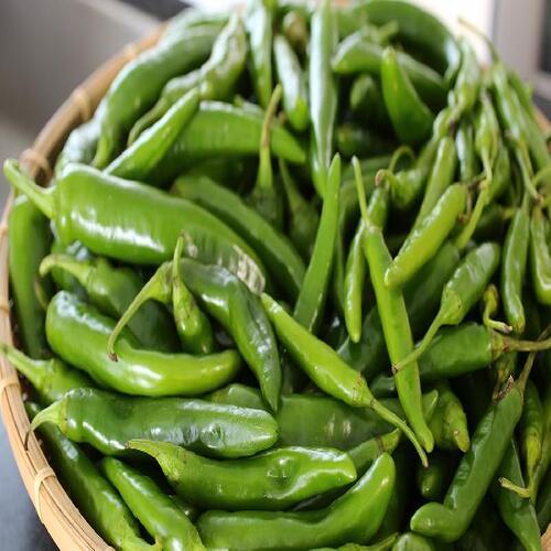 How is Green Pepper Processed and Produced? - Thottam Farm Fresh