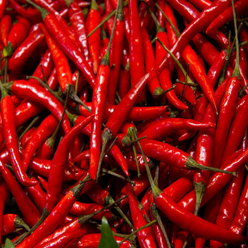 Chemical Free Hot Spicy Natural Taste No Artificial Color Fresh Red Chilli