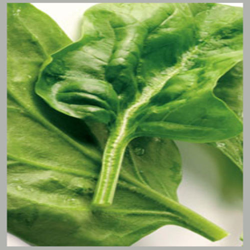 Healthy Natural Rich Taste Chemical Free Green Fresh Spinach Leaves