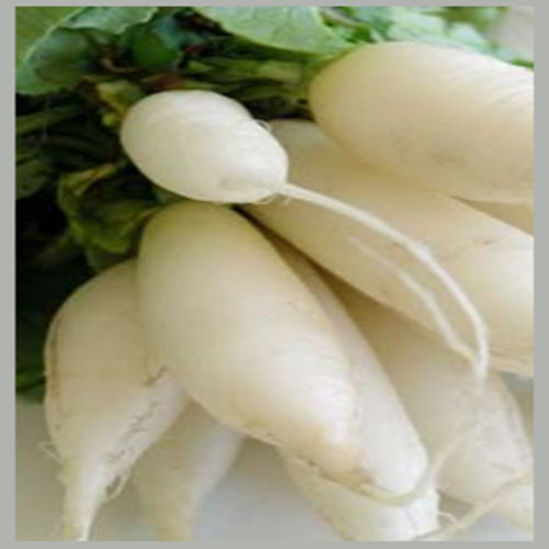 High Fiber Chemical Free Healthy Natural Rich Taste White Fresh Radish