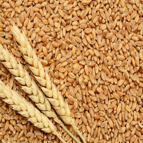 Rich Natural Delicious Taste Chemical Free Healthy Brown Wheat Seeds