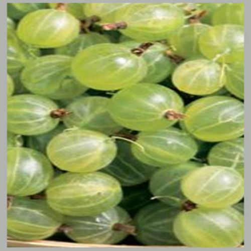 Chemical Free Easy to Digest Sour Natural Taste Healthy Green Fresh Gooseberry