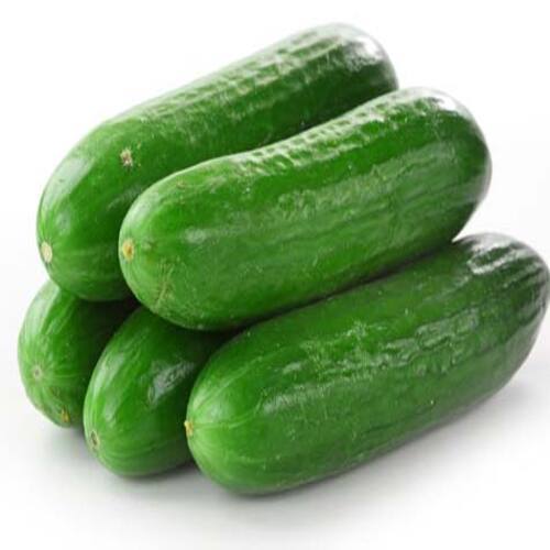 Chemical Free High Fiber Healthy Natural Rich Taste Green Fresh Cucumber