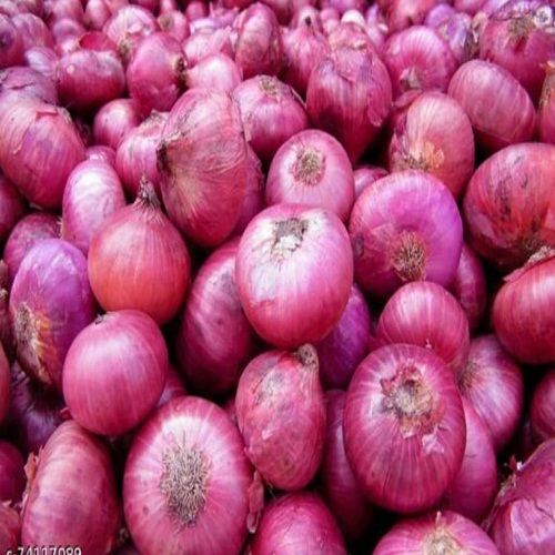 Medium Sized Organic Pure and Natural Fresh Red Onions for Cooking and Salads