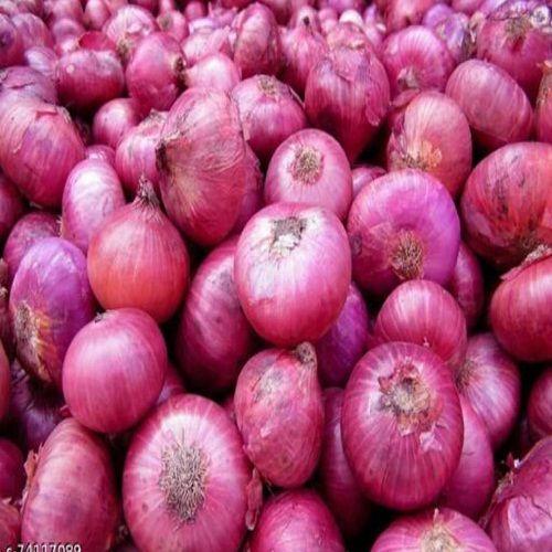 Medium Sized Organic Pure And Natural Fresh Red Onions For Cooking And Salads Moisture (%): 80 %