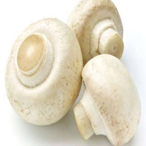 Fresh White Mushroom - Standard Size, Cultivated Variety | No Added Flavor, Chemical Free, Natural Taste, Safe Packaging