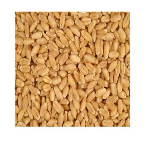 Organic 15% Rich Protein Superior Agricultural Wheat Seeds