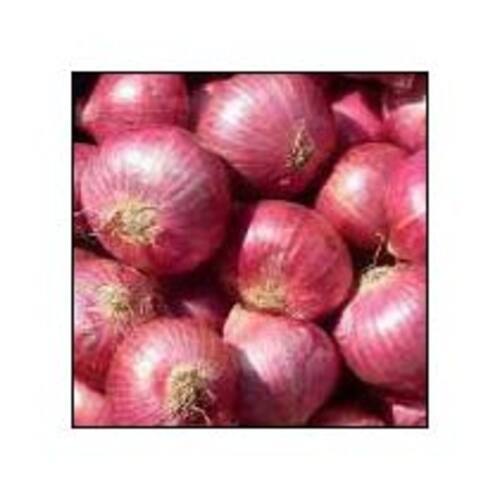 Enhance The Flavor Rich Healthy Natural Taste Fresh Red Onion