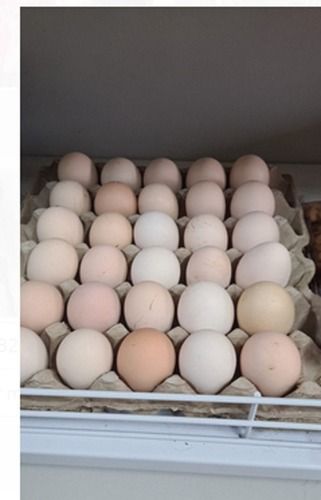  स्वास्थ्य के लिए अच्छा, प्रोटीन से भरपूर सफेद चटगांव नस्ल का चिकन अंडा रेस्तरां, मेस, घर के लिए 