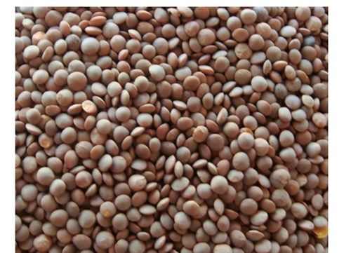 Improves Health No Side Effect Free From Impurities Rich Taste Brown Masoor Dal (1 Kg) Crop Year: 1 Months