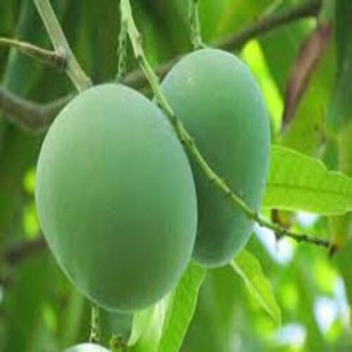 No Artificial Color Chemical Free Sour Natural Taste Healthy Fresh Green Mango