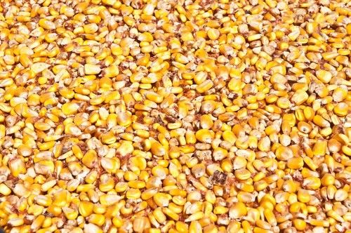 Premium Quality Yellow Corn Maize for Animal Feed