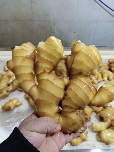 टॉप क्वालिटी बल्क फ्रेश और ऑर्गेनिक अदरक