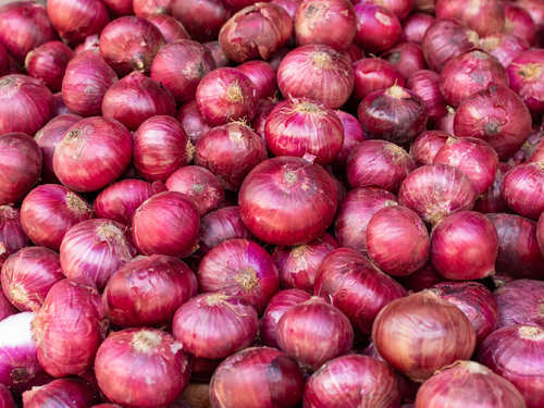 100 % Pure Organic Farm And Nutrient Rich Fresh Red Onion Moisture (%): 88%