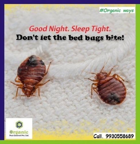 Bed Bug Control Service By Organic Pest Control Private Limited
