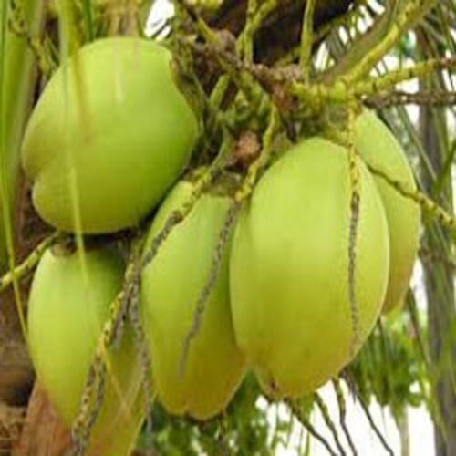 Free From Impurities Rich Natural Taste Healthy Green Tender Coconuts
