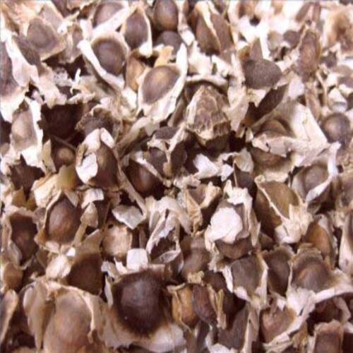 Long Shelf Life Healthy Natural Rich Fine Taste Dried Drumstick Seed